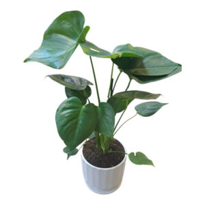 דליסיוסהצמח