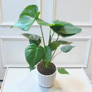 דליסיוסהצמח