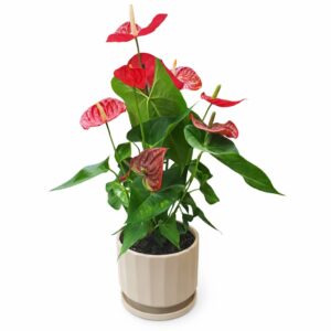 אנטוריאום צמח בית בכלי קרמיקה