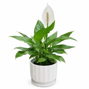 צמח בית ספטפיליום בכלי קרמיקה