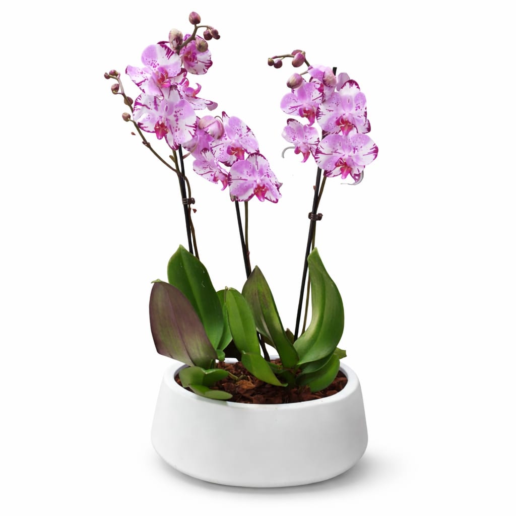 סחלב 3אנפים בקלי