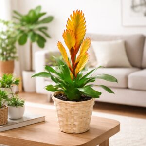 ברומליה צהובה