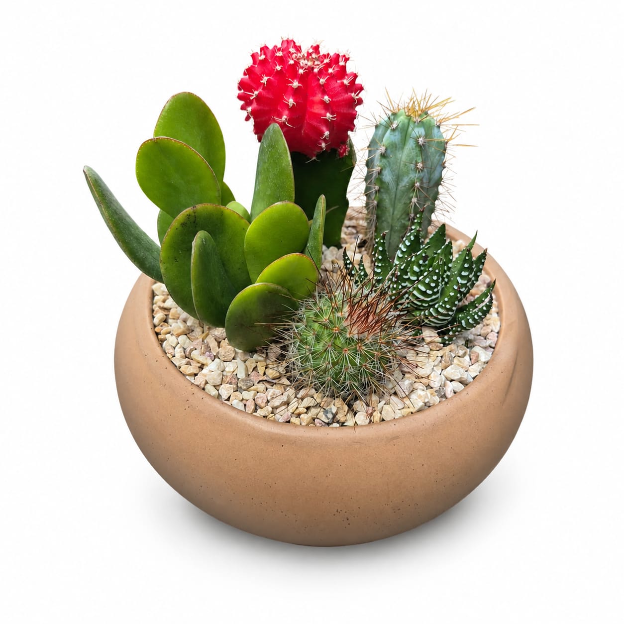 5 קקטוסים וסוקולנטים